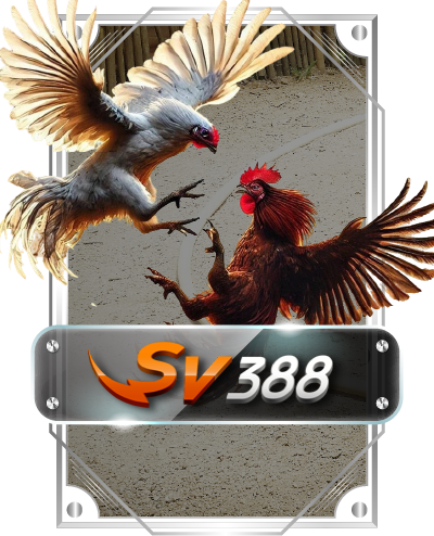 sv388